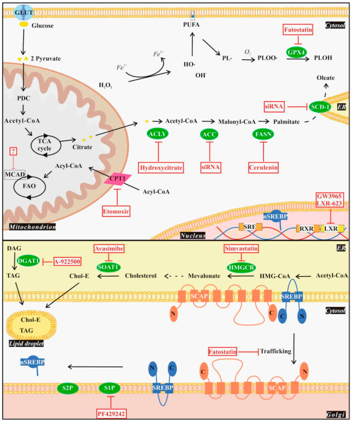 PMC10814456 – cancers-16-00397-f002