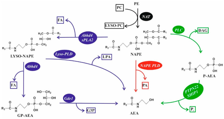 PMC10814456 – cancers-16-00397-f003