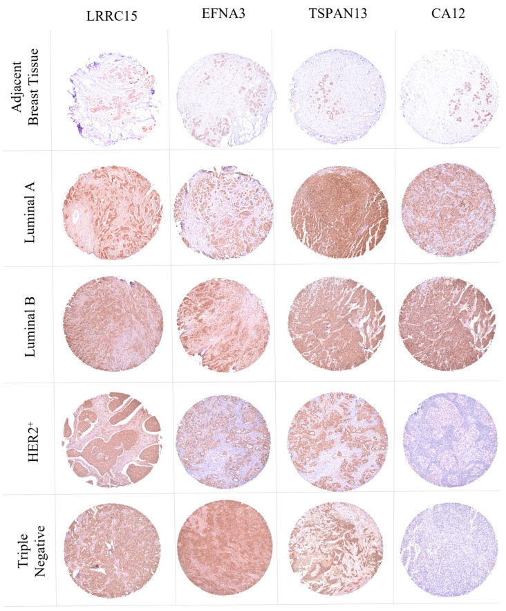 PMC11011122 – cancers-16-01402-f008
