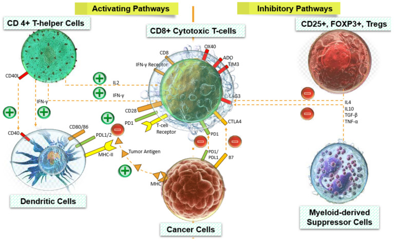 PMC11082991 – cancers-16-01626-f002