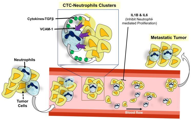 PMC11082991 – cancers-16-01626-f003