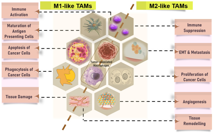 PMC11082991 – cancers-16-01626-f004