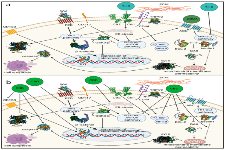 PMC11352579 – cancers-16-02909-f001