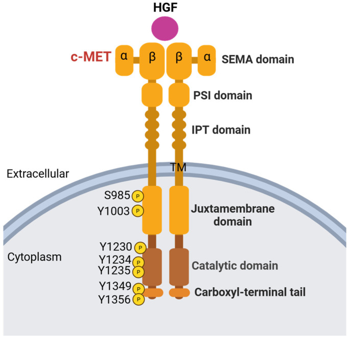 PMC12070916 – cancers-17-01493-f001