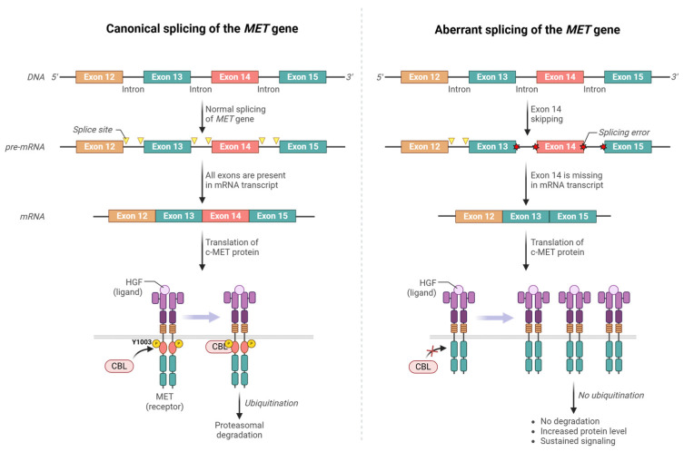 PMC12070916 – cancers-17-01493-f003