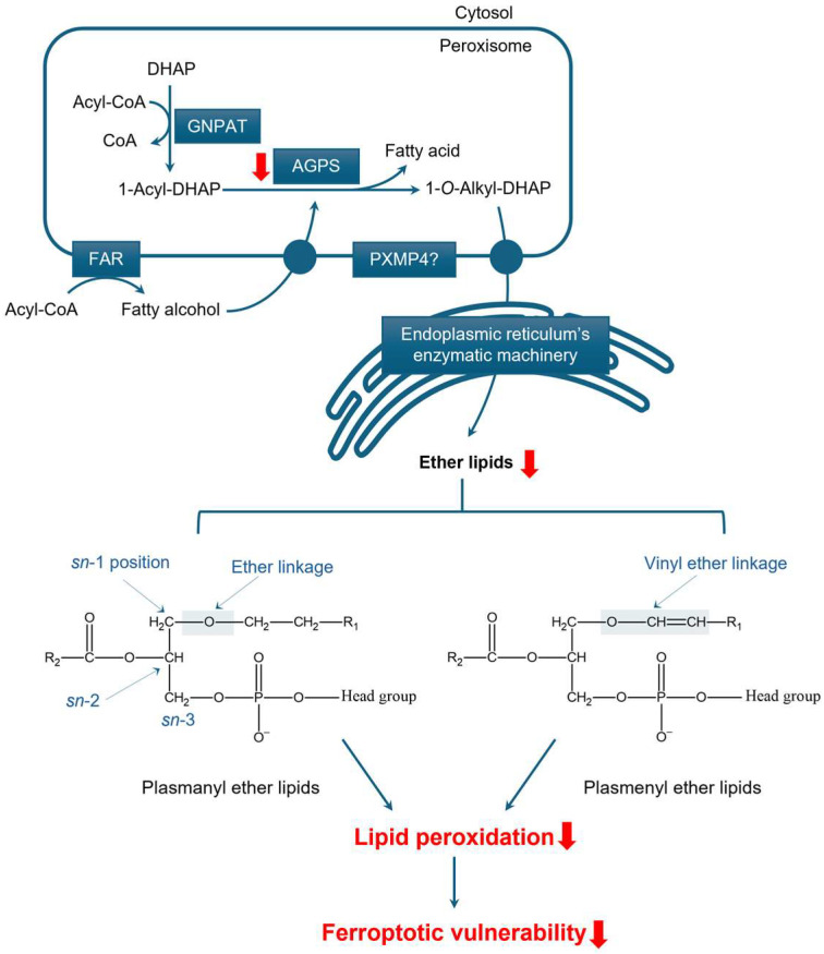 PMC12248560 – cancers-17-02243-f002