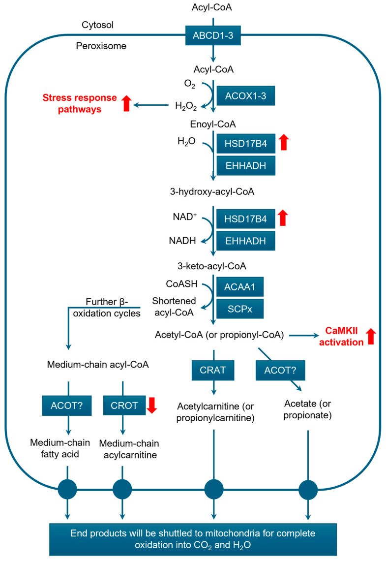 PMC12248560 – cancers-17-02243-f003