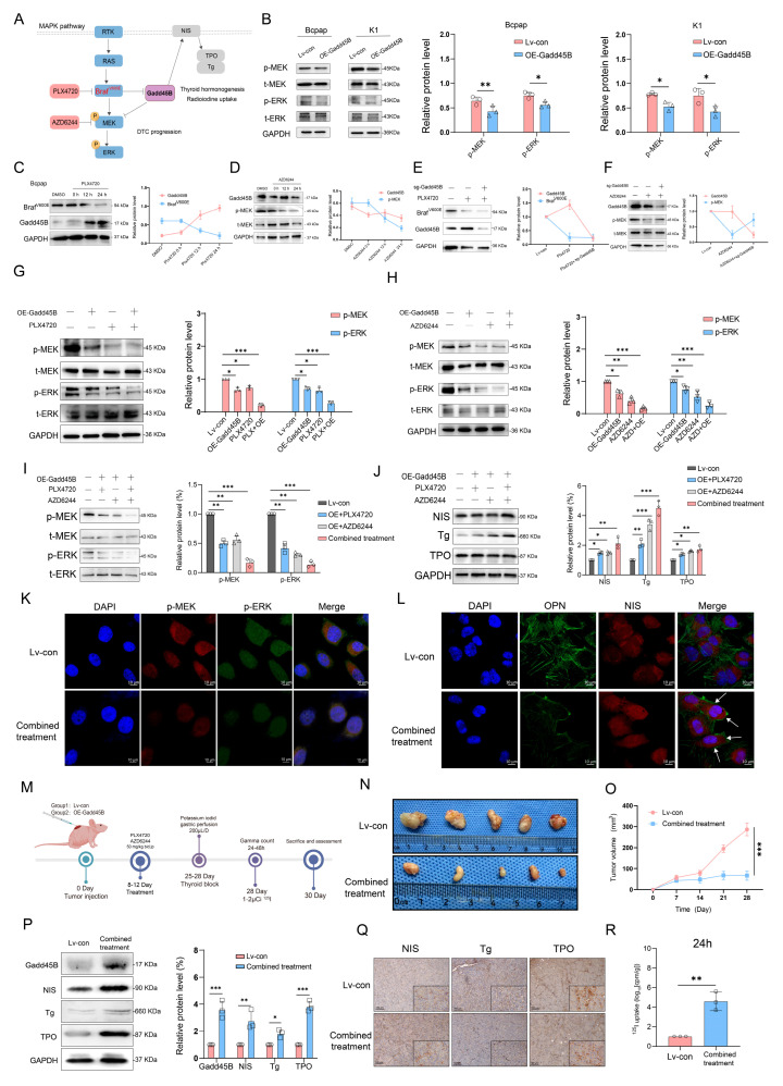 PMC12523365 – cancers-17-03201-f003
