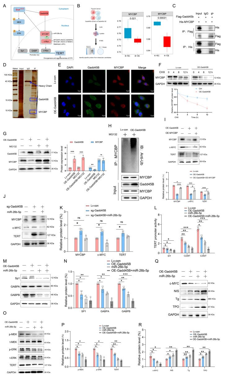 PMC12523365 – cancers-17-03201-f005