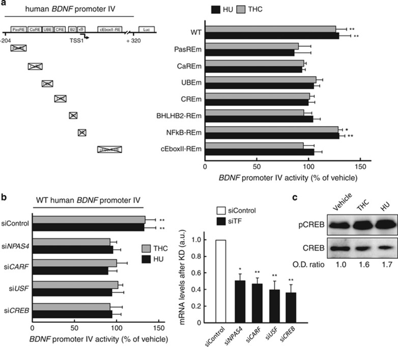 PMC4563779 – fig3