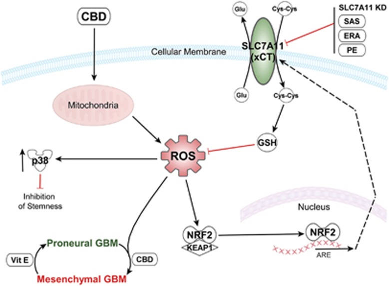 PMC4669764 – fig8