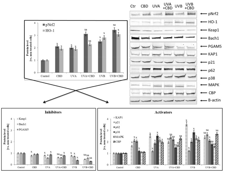 PMC6721680 – cells-08-00827-f005