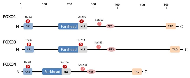PMC6770010 – cells-08-00966-f001