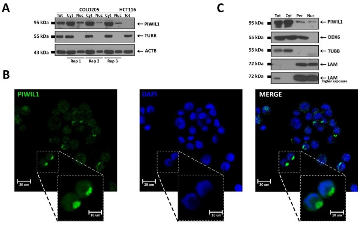 PMC6912267 – cells-08-01390-f003