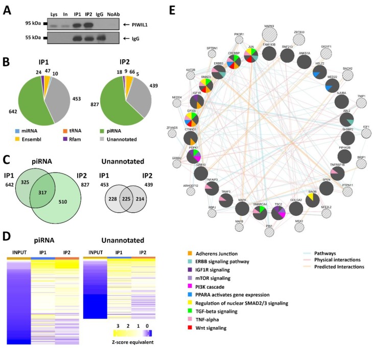 PMC6912267 – cells-08-01390-f004