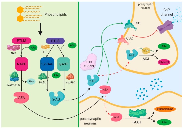 PMC7072707 – cells-09-00307-f001