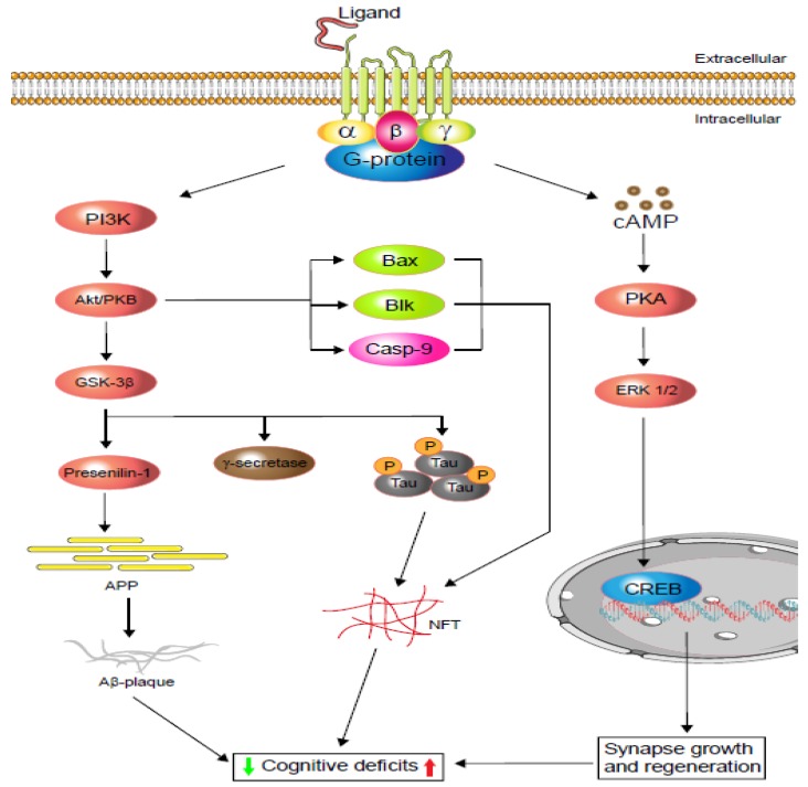 PMC7072884 – cells-09-00506-f001