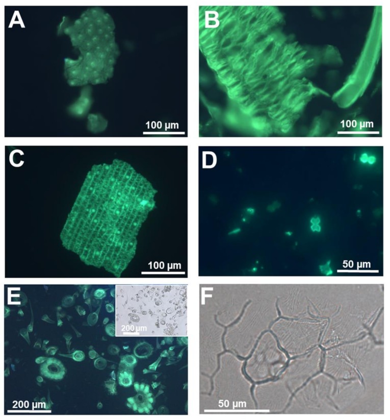 PMC7225990 – cells-09-01066-f002