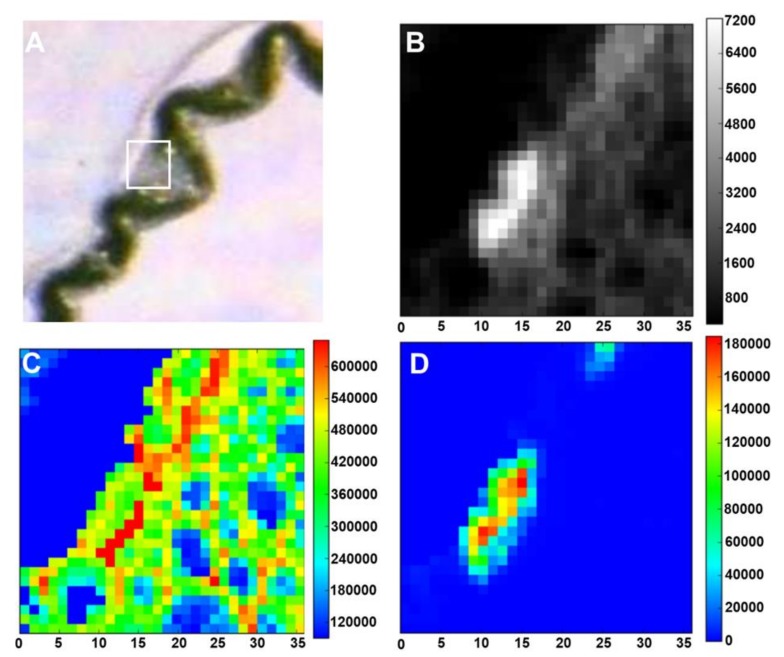 PMC7225990 – cells-09-01066-f008