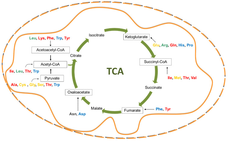 PMC7565710 – cells-09-02028-f001