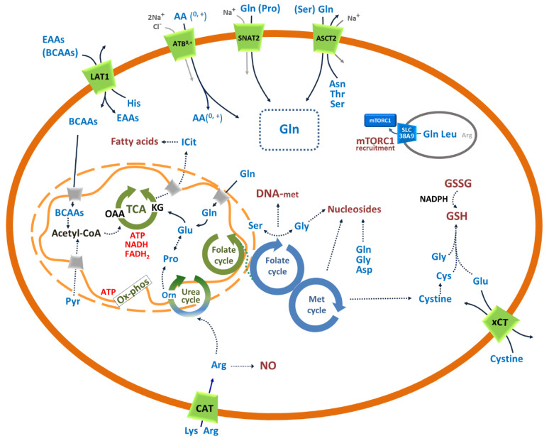 PMC7565710 – cells-09-02028-f002