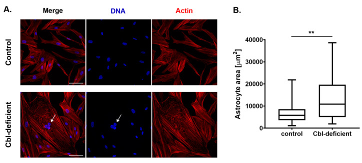 PMC7600008 – cells-09-02261-f003