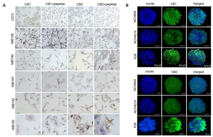 PMC7914500 – cells-10-00340-f008