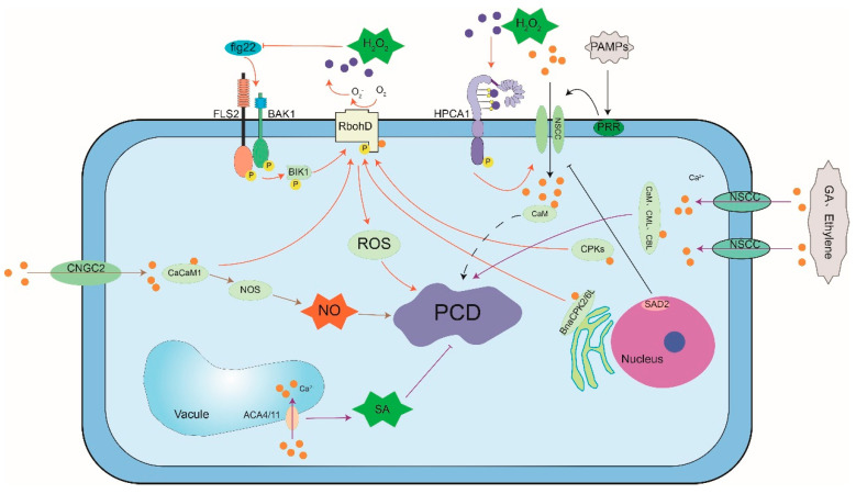 PMC8147489 – cells-10-01089-f004