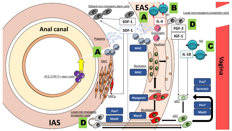 PMC8394955 – cells-10-02086-f001