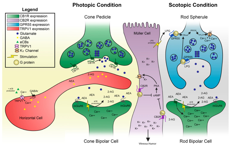 PMC8622302 – cells-10-03160-f006