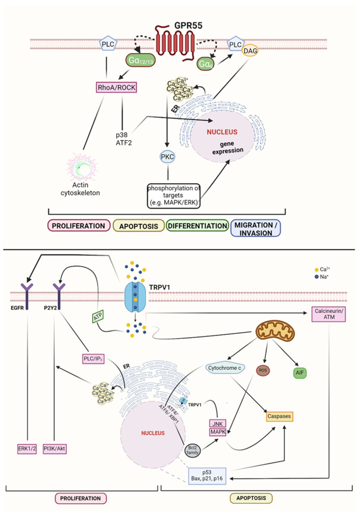 PMC8699381 – cells-10-03396-f003