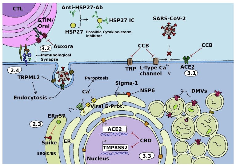 PMC8773957 – cells-11-00253-f001