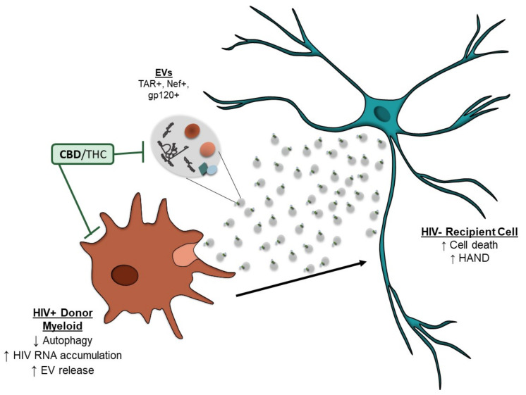 PMC8869966 – cells-11-00723-f007