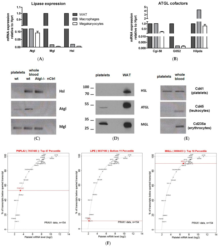 PMC8908992 – cells-11-00850-f001