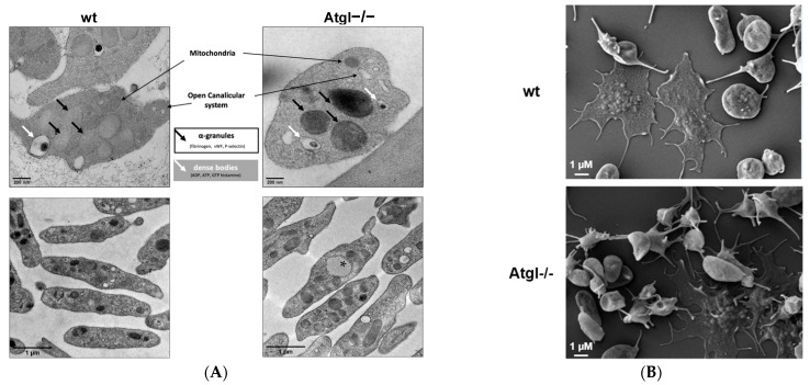 PMC8908992 – cells-11-00850-f002