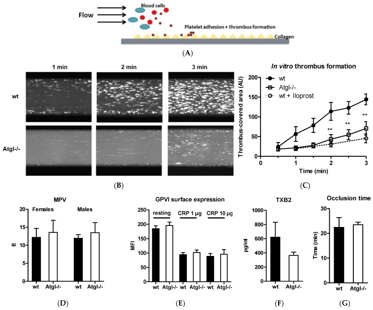 PMC8908992 – cells-11-00850-f005