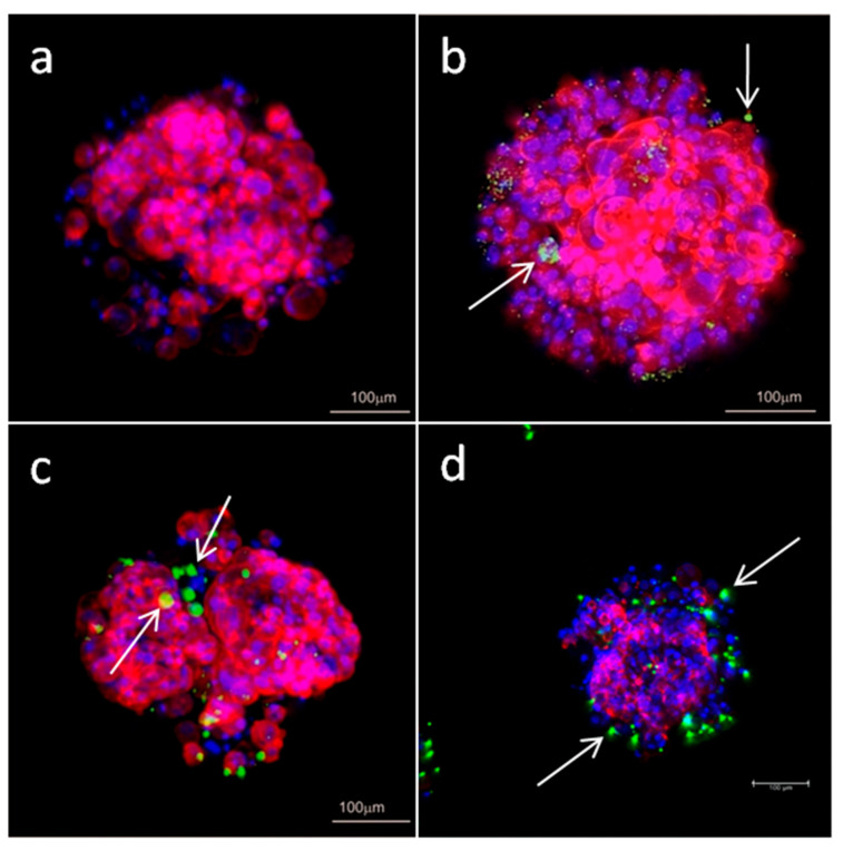 PMC9140188 – cells-11-01697-f009
