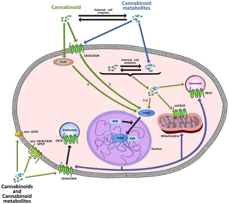 PMC9406585 – cells-11-02569-f003