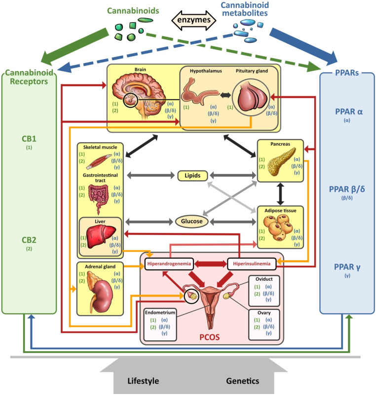 PMC9406585 – cells-11-02569-f004