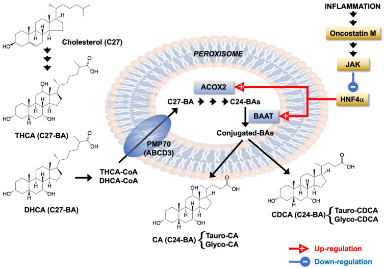 PMC9777420 – cells-11-03983-f009