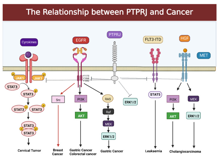 PMC9818648 – cells-12-00008-f002