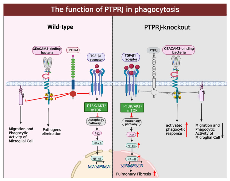 PMC9818648 – cells-12-00008-f004