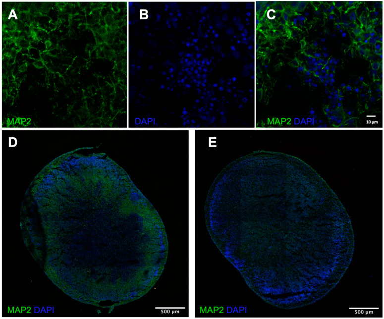 PMC10416870 – cells-12-01949-f001