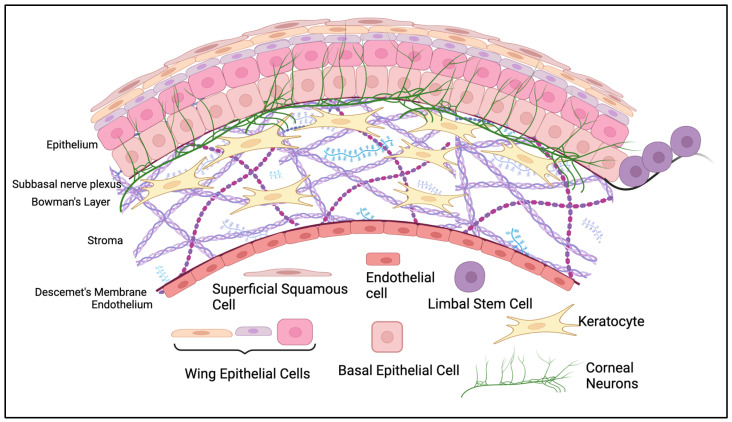 PMC10706396 – cells-12-02730-f001