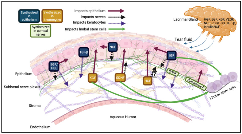 PMC10706396 – cells-12-02730-f002