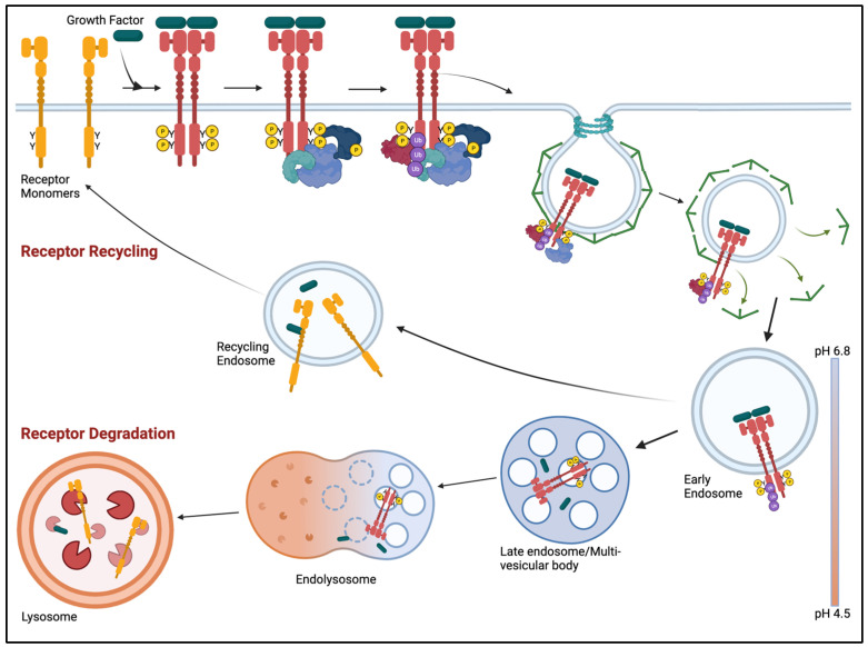 PMC10706396 – cells-12-02730-f003