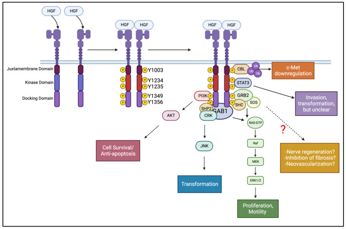 PMC10706396 – cells-12-02730-f004