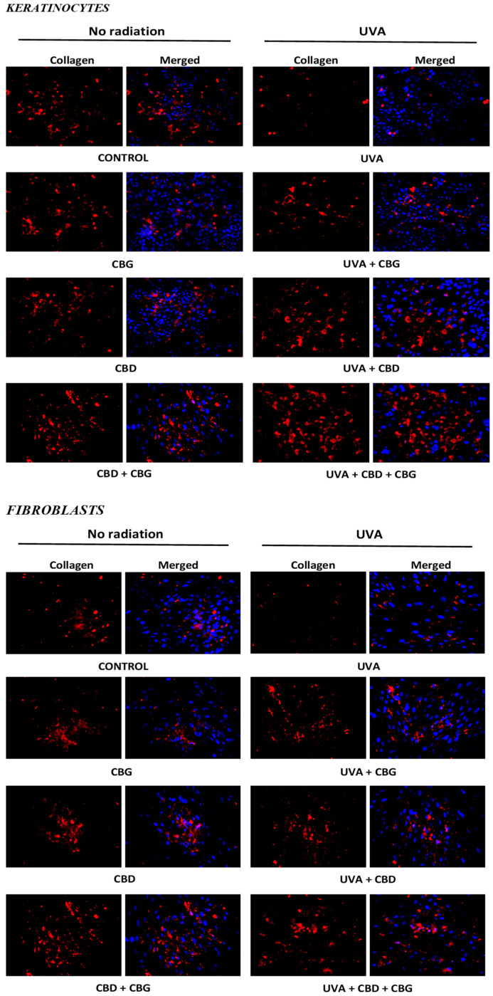 PMC11171479 – cells-13-00965-f007