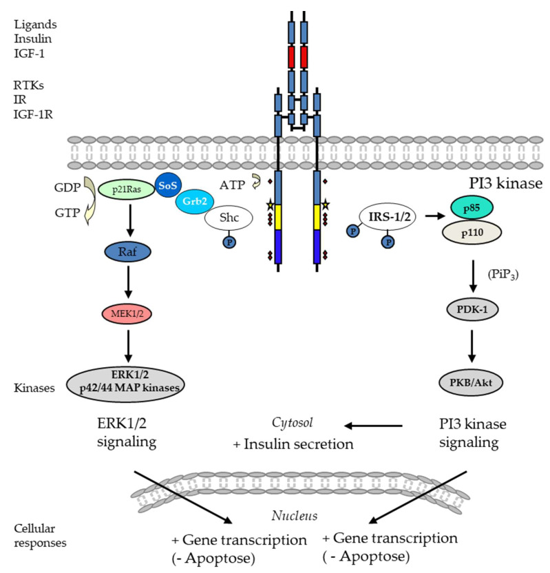 PMC11311556 – cells-13-01244-f003