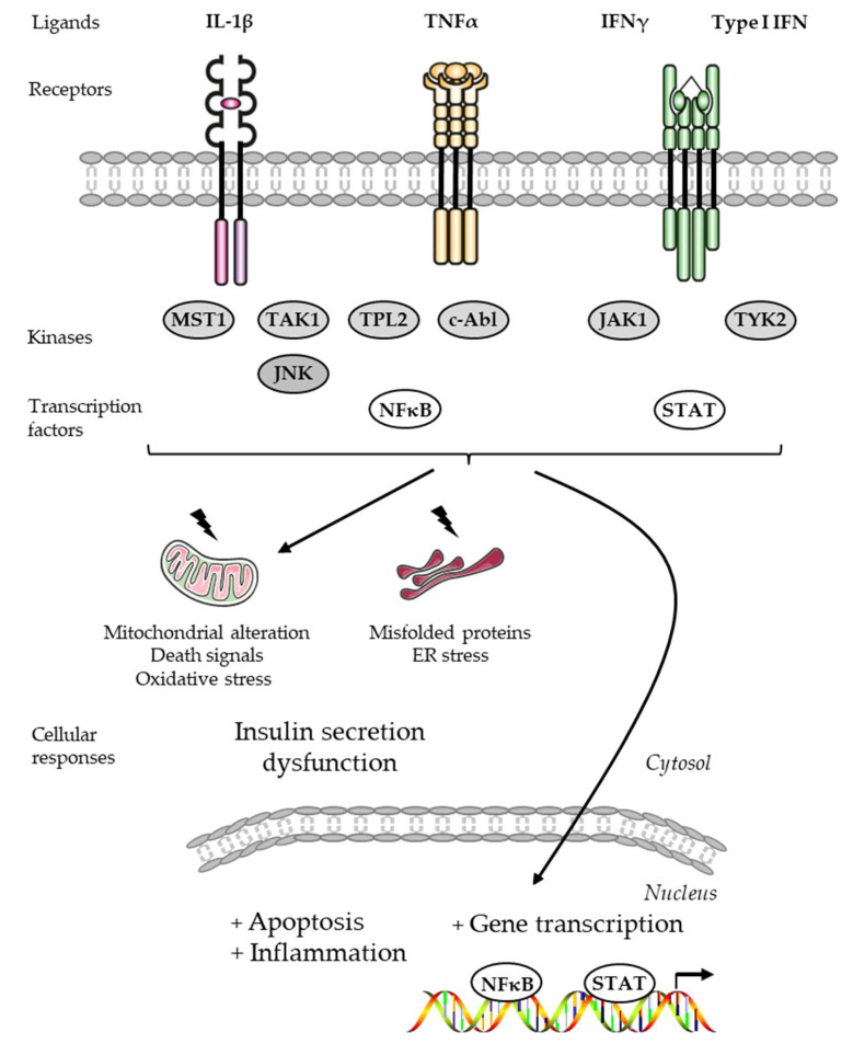 PMC11311556 – cells-13-01244-f004